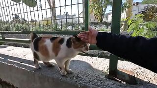 Gabby the cat and her two friends meow for food