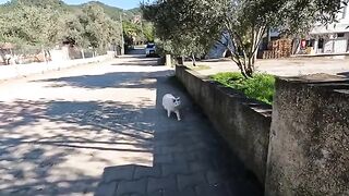 A very hungry kitten exhausted my camera and asked me to feed it