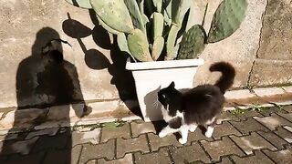 Mimi the cat and her friend greeted us with loud meows
