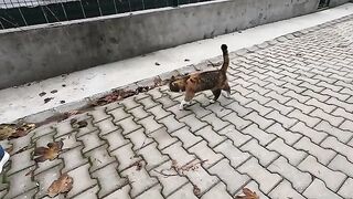 Calico cat meows, purrs, and begs for food