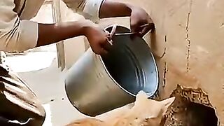 Cara Kucing Menangkap Ular Cobra Besar