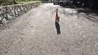The ginger cat was very happy to see us.