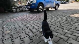 Taxi the cat was very hungry and started meowing loudly when she saw the food.