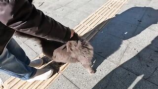 You'll be amazed by this fluffy gray cat that throws itself on the ground to get attention
