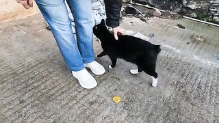 The poor tailless stray cat is meowing very loudly, begging for food.