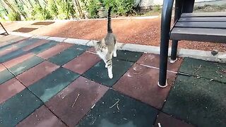 While I was sitting in the park, a very hungry cat came up to me and meowed.