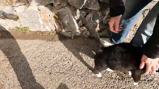 Dali the cat asks us for food with his sincere purring