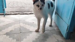 I fed the stray cats waiting at the door.