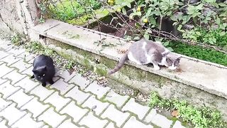 The cats were hungry, but now they're all full.