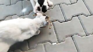 Two white street cats, bon appetite.