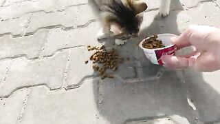 When I stepped out the door, I encountered cats asking me for food.
