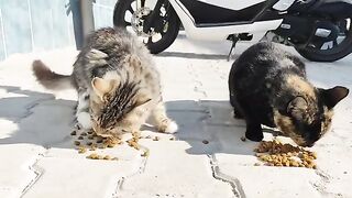 My stray cats waiting for me on the street.