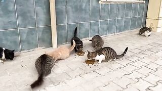 Enjoy your meal, beauties of our street.