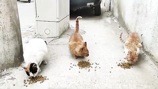 The stray cats happily ate all the food I gave them.