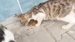 The two beautiful cats had their fill.