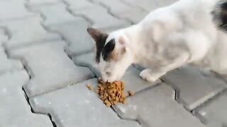 Three different breeds of cats, all beautiful in their own way.