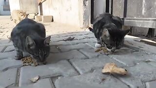 I have stray cats on the street who usually stay in the same spot.