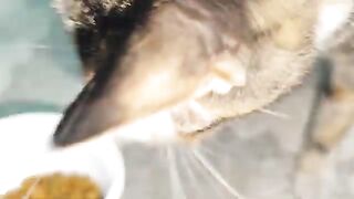 I fed a spotted street cat.