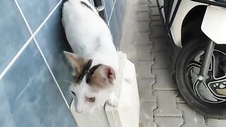 When you see a cat meowing, let's make sure to feed it.