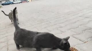 Let's make an effort to feed the homeless stray cats living on the streets.