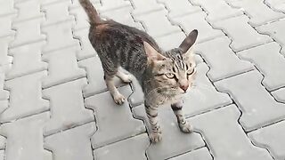 A white cat and a tabby cat ate together.