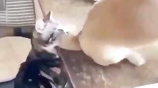 Cats Vs cats