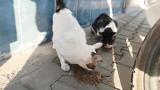 Three stray cats had their fill.