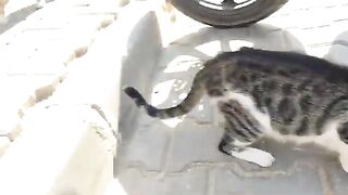 I fed these lovely street cats.