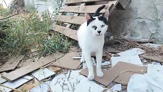 The meowing of stray cats tells me they are hungry.