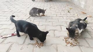 The street cats of mixed colors have had their fill; may they eat with relish.