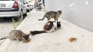 The hungry cats have filled their bellies and are now happy.