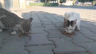 Two stray cats ate their fill.