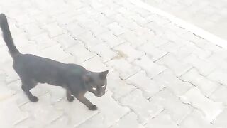 The sound of a black cat meowing.