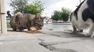 Street cats enjoying a nice meal on a rainy day.
