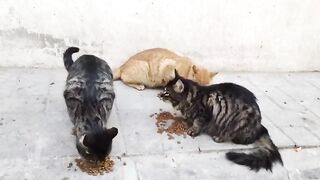 The two sibling cats and the orange cat ate together.