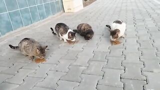 I gathered the stray cats and fed them one by one.