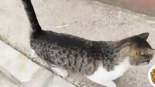 Bon appétit to the street cats.