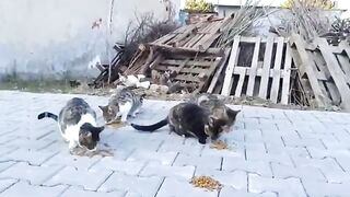 I fed stray cats on the street; everyone should put a bowl of food in front of their house.