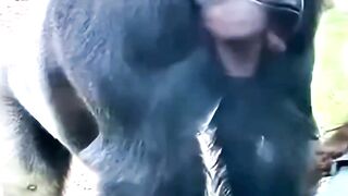 Gorilla Kiss Gone Wrong