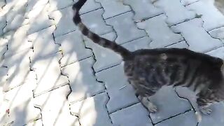 Six stray cats were fed, bon appetite.