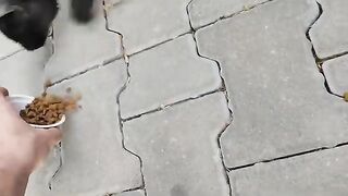 The sound of meowing street cats stopped when their bellies were filled.