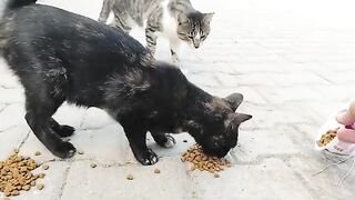Street cats of various colors together.