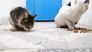 A white cat and a tabby cat ate their fill together.