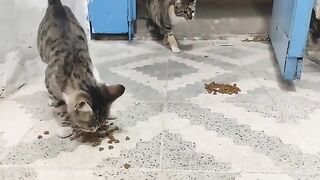 The two different cats waiting at the door now have full bellies.