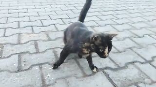 When I see cats at the door, I know they're very hungry and waiting for me.