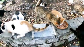 Hundreds of Cats, One Lap They Trust