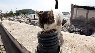 As long as mother cats and kittens are abandoned, the street cat problem cannot be solved.