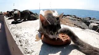 To love street cats is to quietly heal the world.
