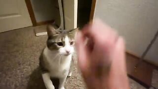 Cat vs the forbidden twist tie