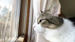 Video Ends When I Boop